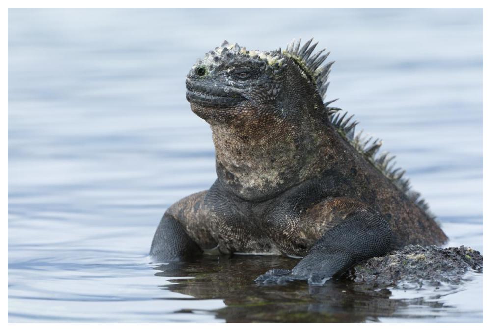 Marine Iguana on rock in shallow water, Galapagos Islands, Ecuador-Paper Art-62"x42"