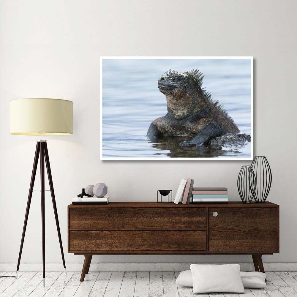 Marine Iguana on rock in shallow water, Galapagos Islands, Ecuador-Paper Art-62&quotx42"