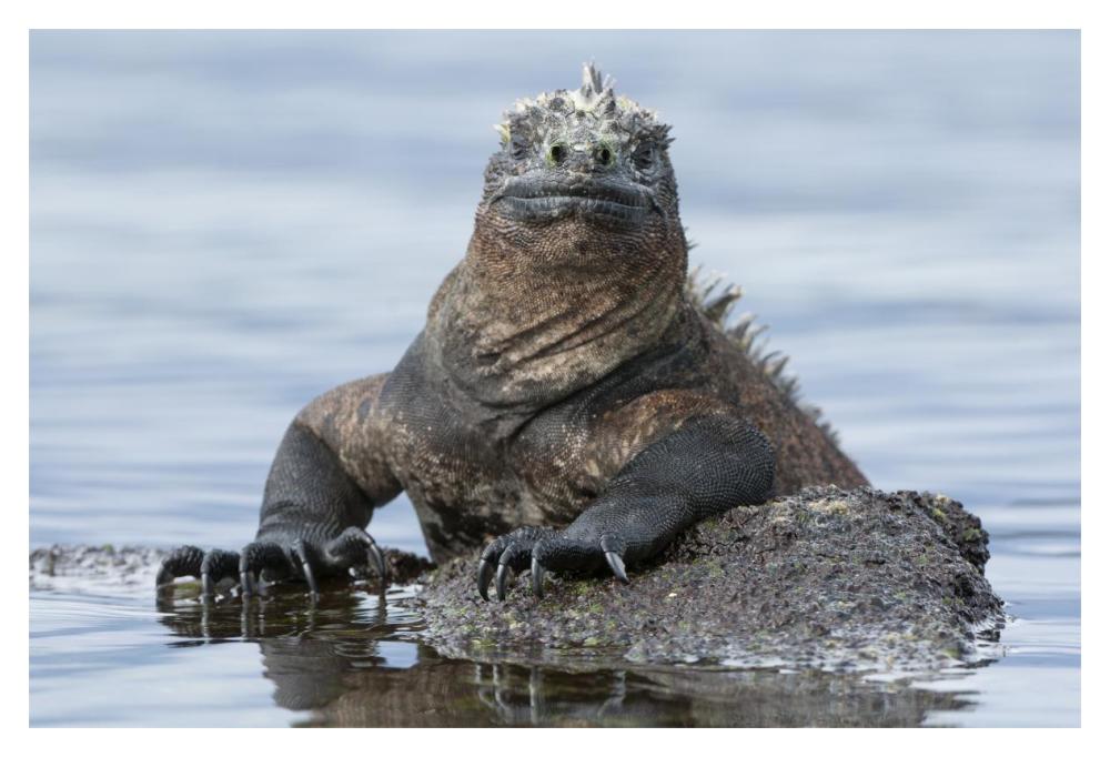 Marine Iguana on rock in shallow water, Galapagos Islands, Ecuador-Paper Art-20"x14"