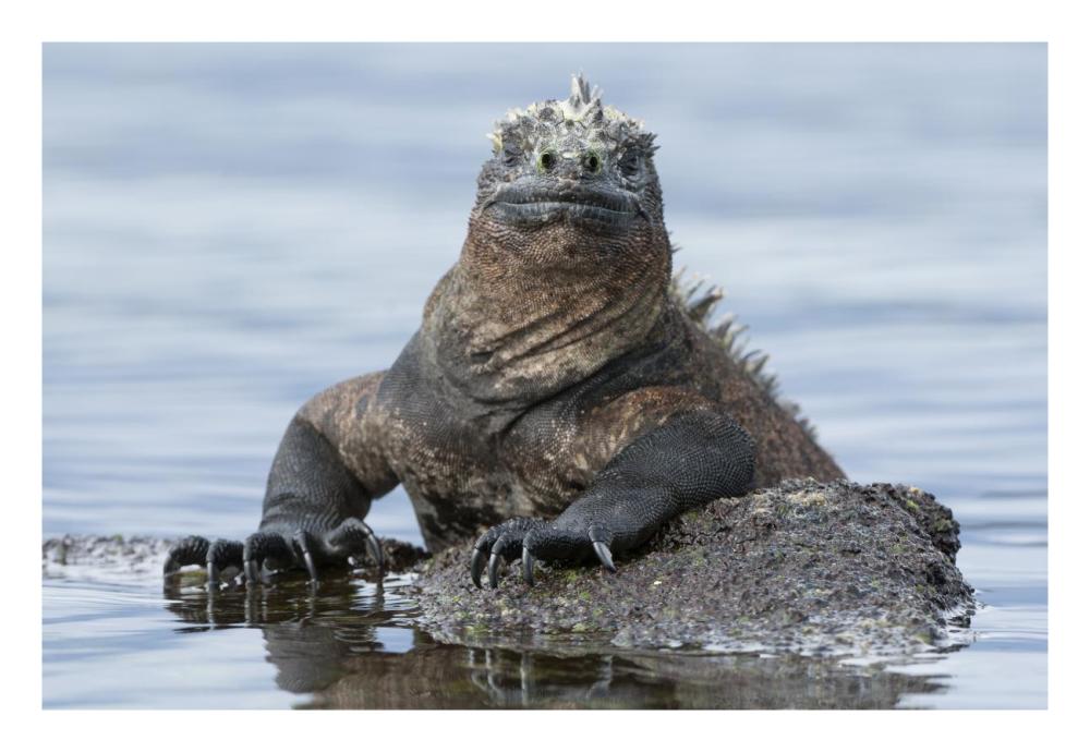 Marine Iguana on rock in shallow water, Galapagos Islands, Ecuador-Paper Art-26"x18"
