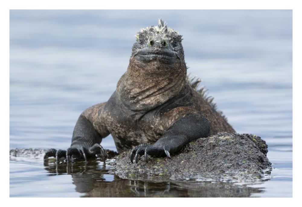 Marine Iguana on rock in shallow water, Galapagos Islands, Ecuador-Paper Art-32"x22"