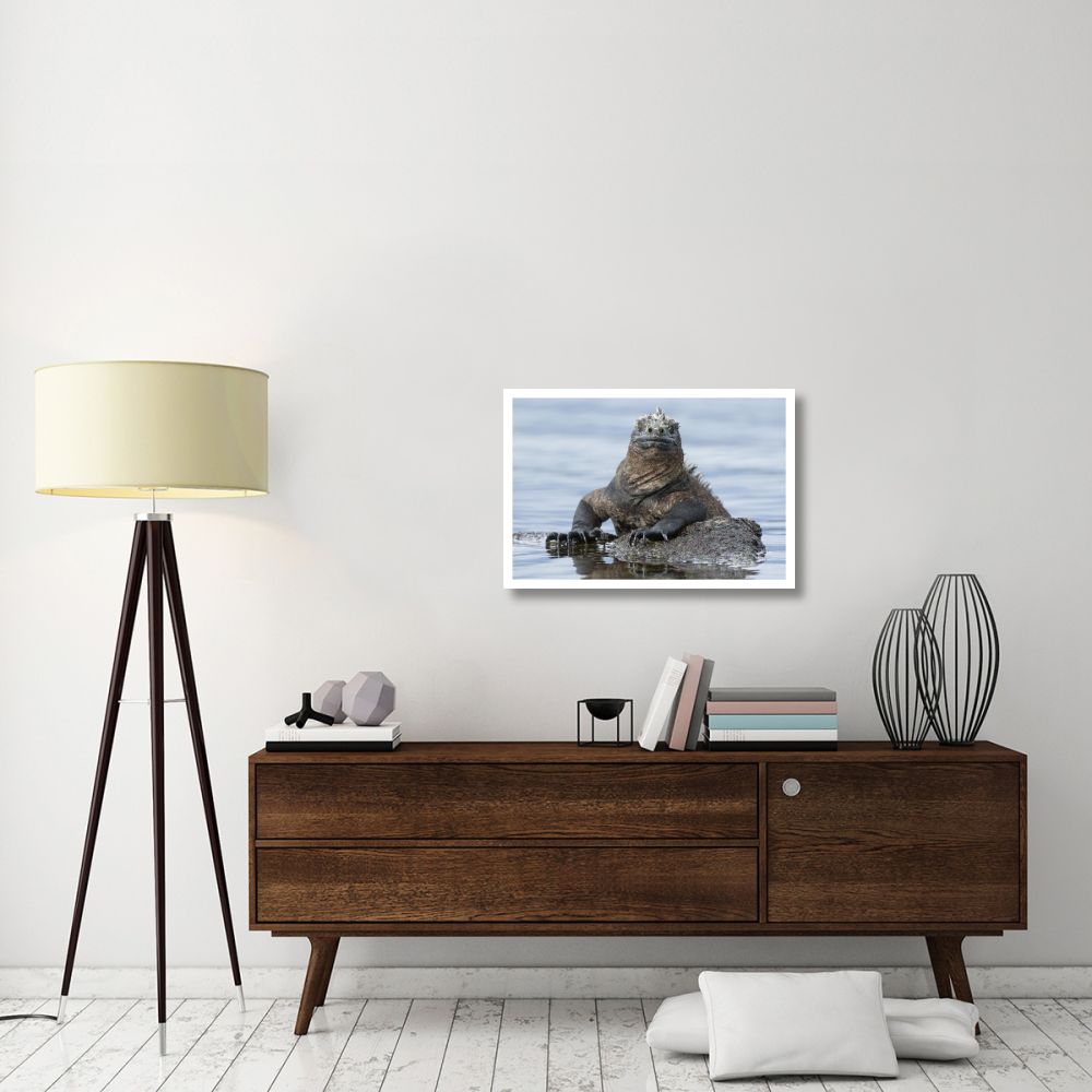 Marine Iguana on rock in shallow water, Galapagos Islands, Ecuador-Paper Art-32&quotx22"