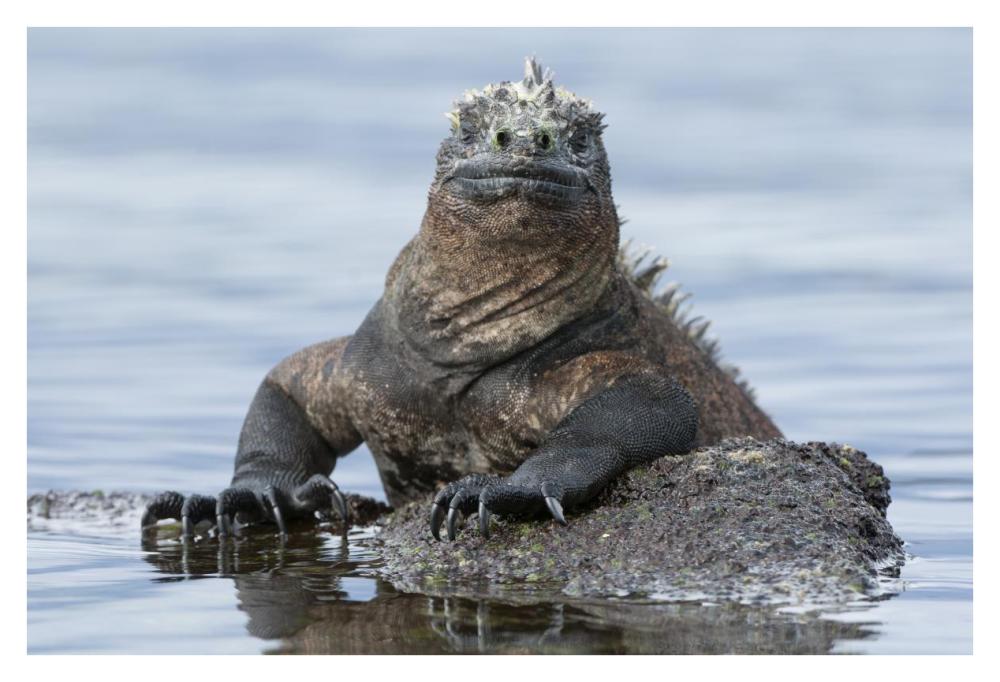 Marine Iguana on rock in shallow water, Galapagos Islands, Ecuador-Paper Art-38"x26"
