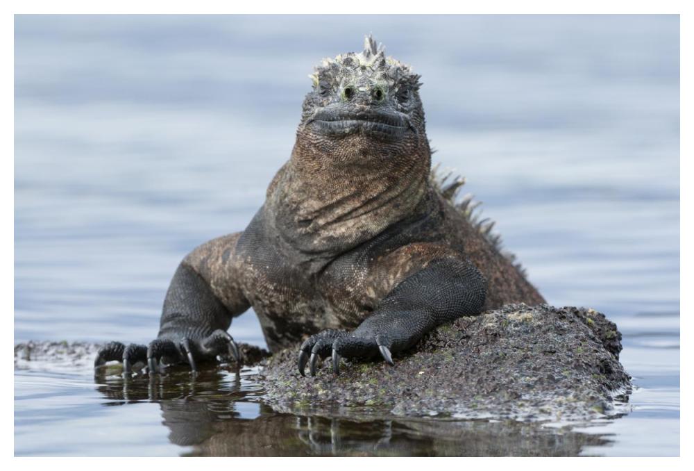 Marine Iguana on rock in shallow water, Galapagos Islands, Ecuador-Paper Art-50"x34"