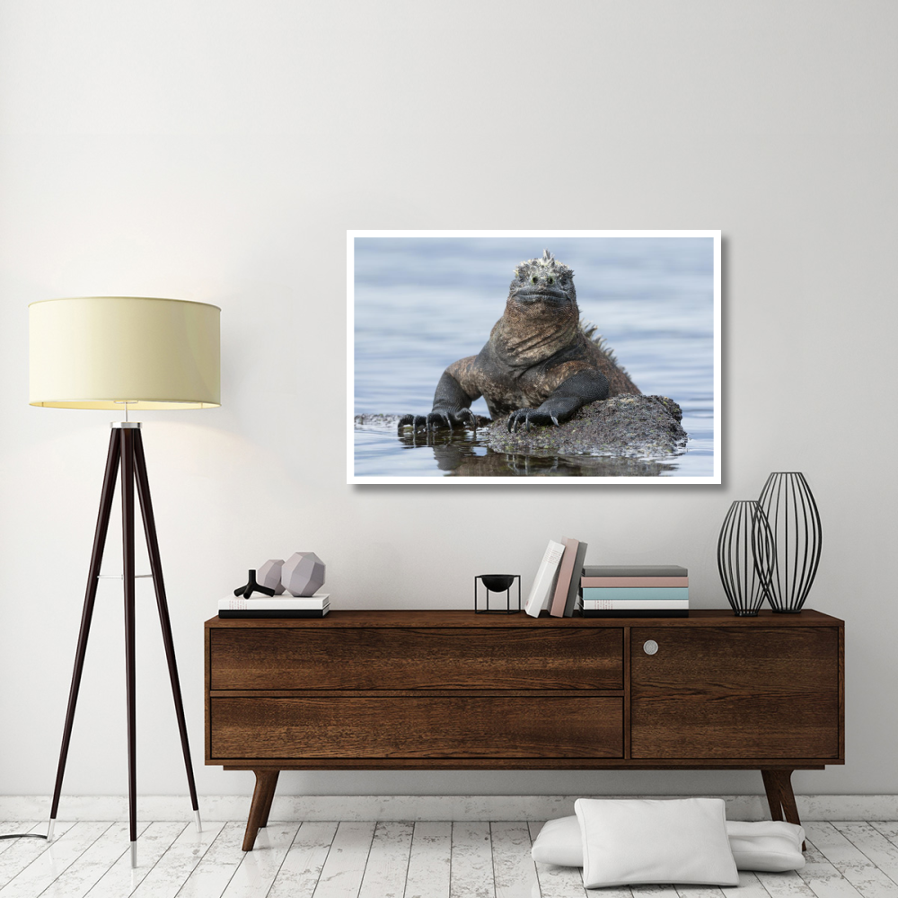 Marine Iguana on rock in shallow water, Galapagos Islands, Ecuador-Paper Art-50&quotx34"