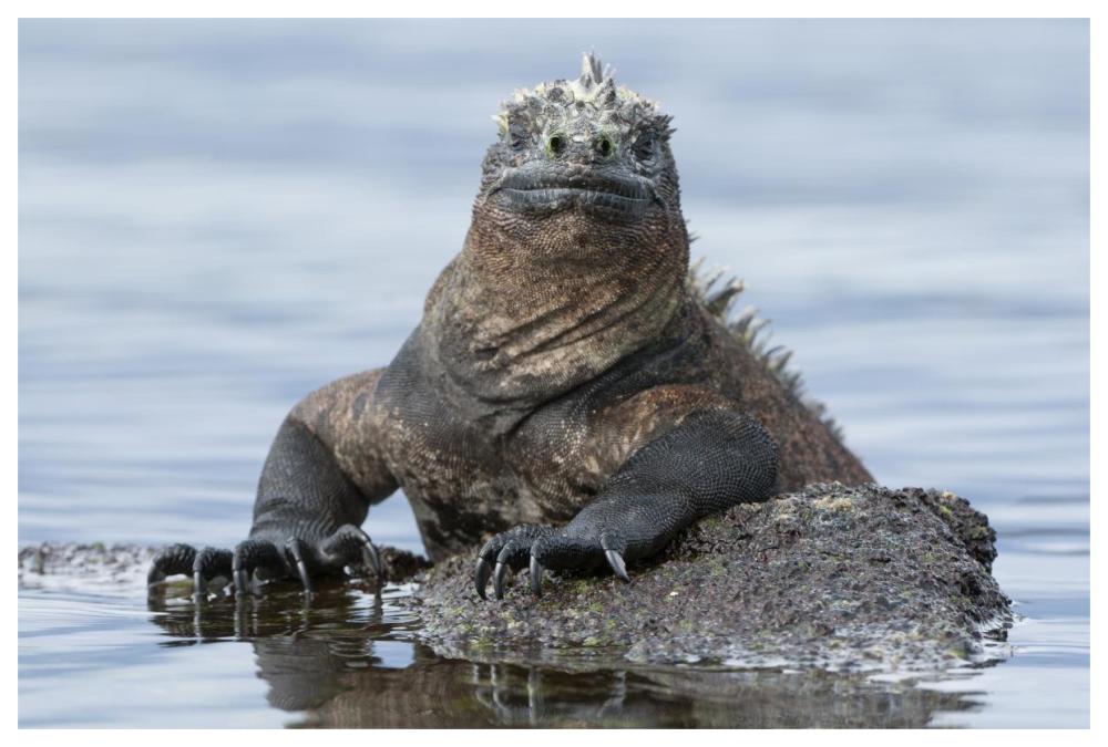 Marine Iguana on rock in shallow water, Galapagos Islands, Ecuador-Paper Art-62"x42"