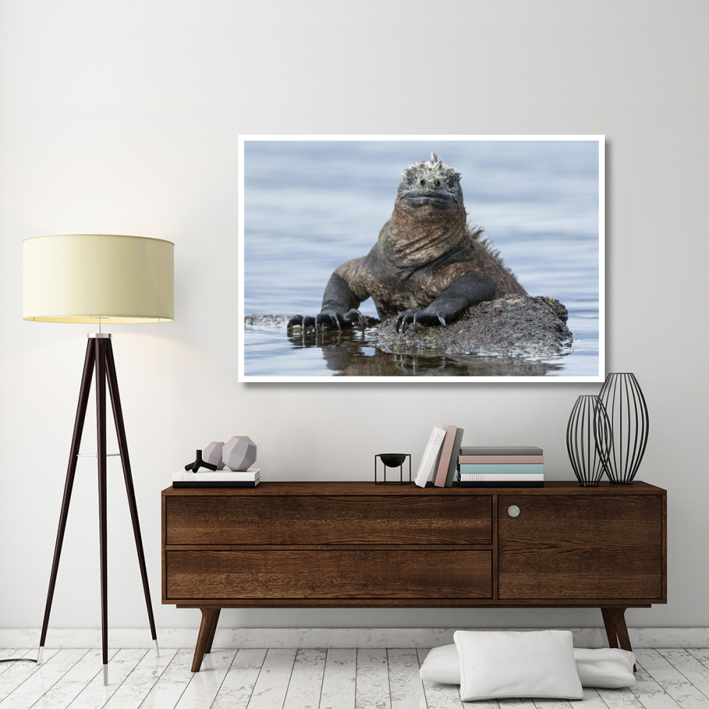 Marine Iguana on rock in shallow water, Galapagos Islands, Ecuador-Paper Art-62&quotx42"