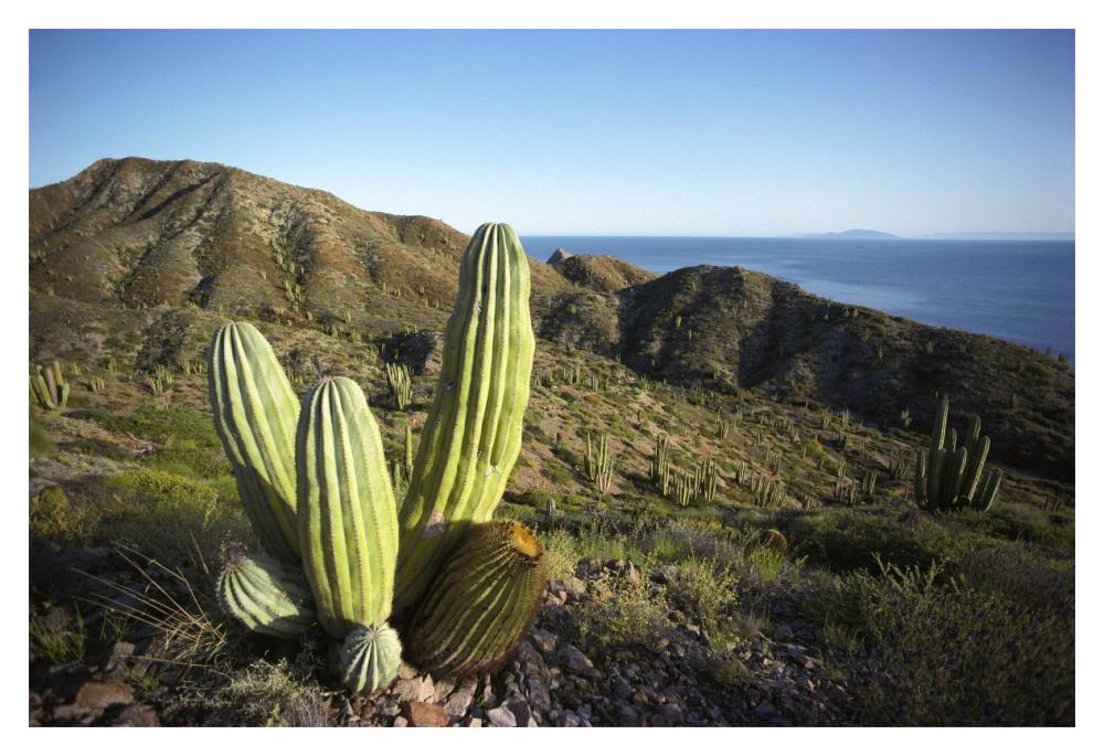 Cardon cactus in dry arroyo, Sea of Cortez, Baja California, Mexico-Paper Art-20"x14"