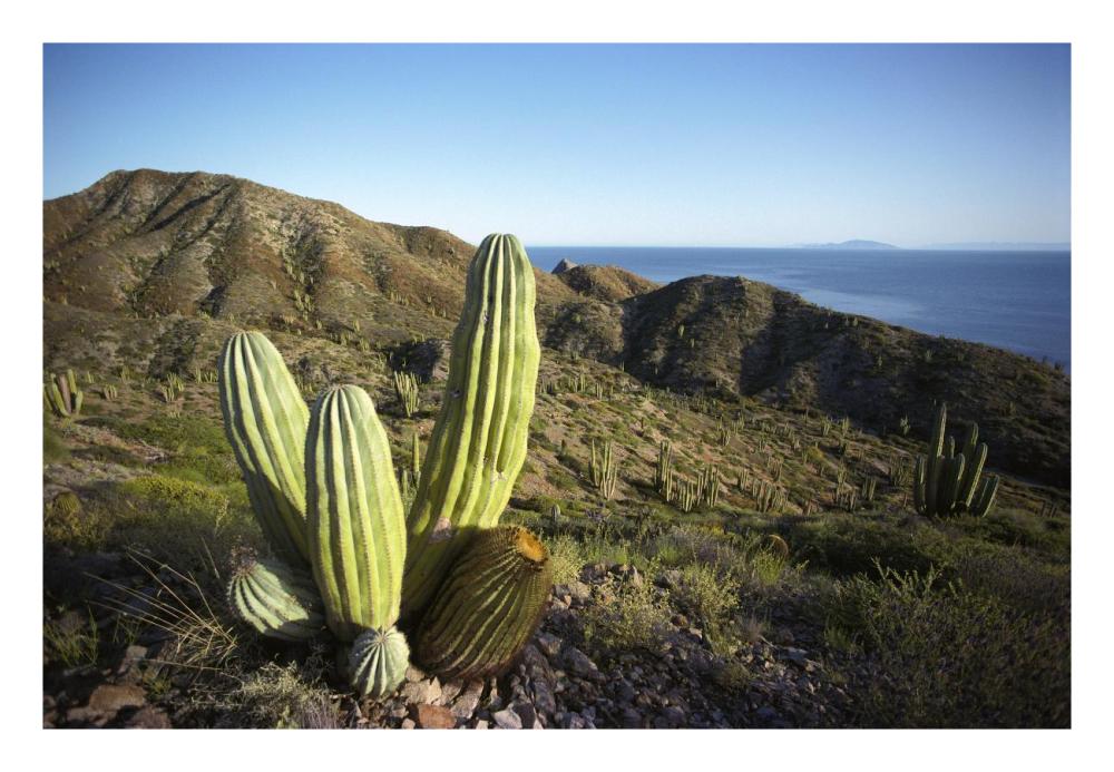 Cardon cactus in dry arroyo, Sea of Cortez, Baja California, Mexico-Paper Art-26"x18"