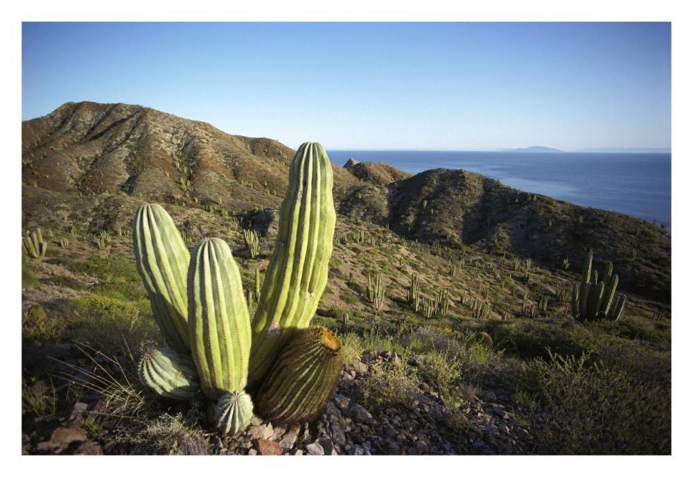 Cardon cactus in dry arroyo, Sea of Cortez, Baja California, Mexico-Paper Art-32"x22"