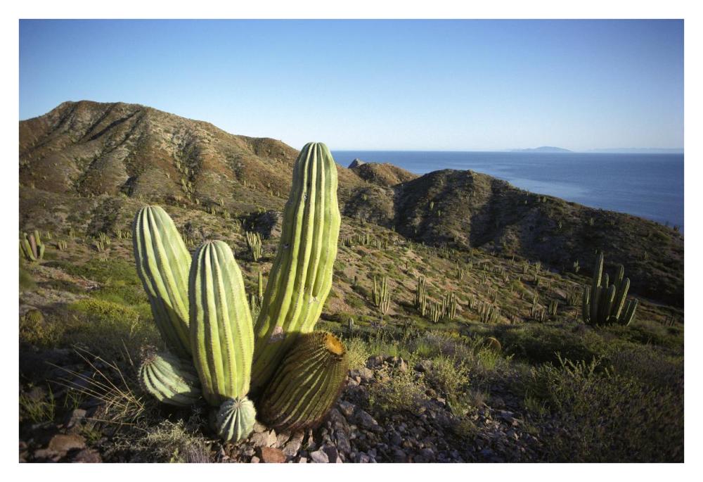 Cardon cactus in dry arroyo, Sea of Cortez, Baja California, Mexico-Paper Art-38"x26"