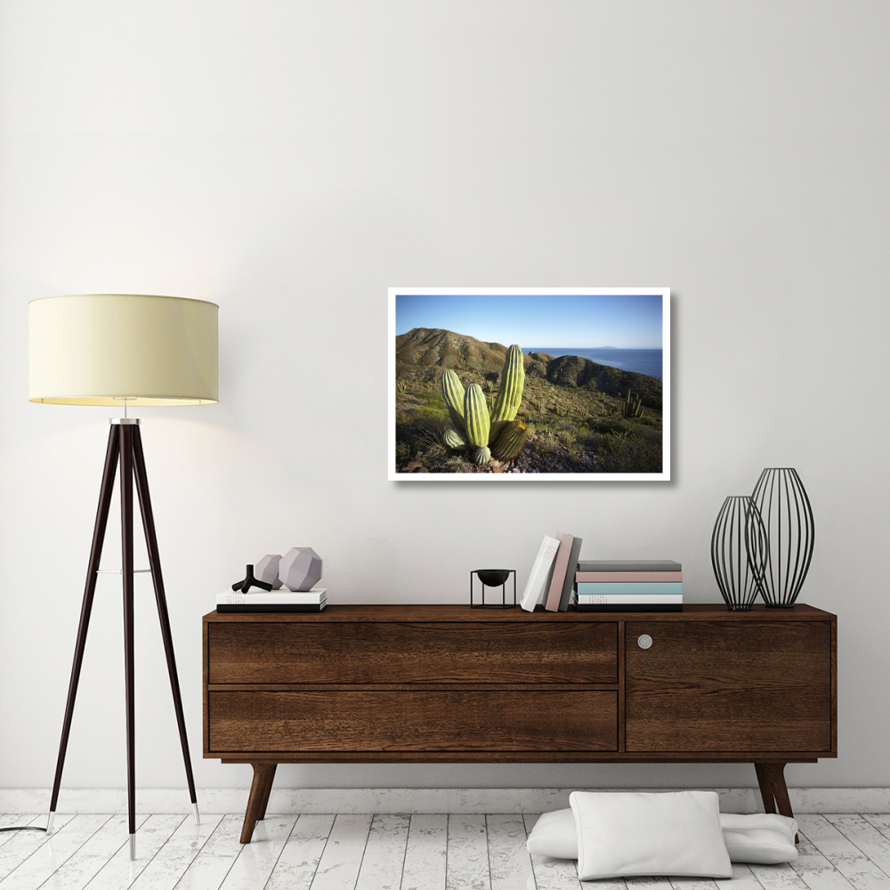 Cardon cactus in dry arroyo, Sea of Cortez, Baja California, Mexico-Paper Art-38&quotx26"