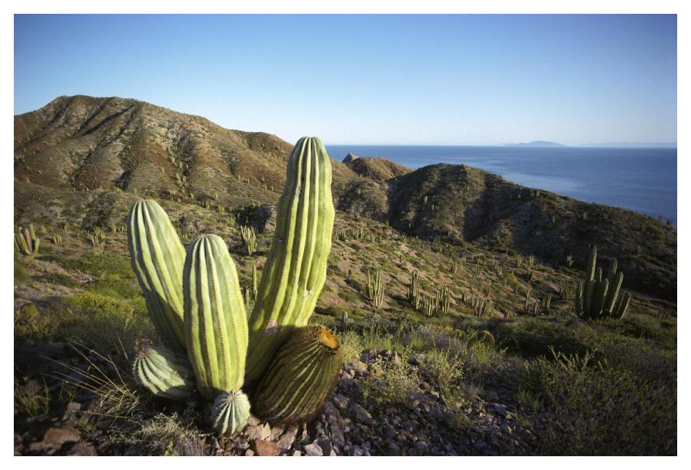 Cardon cactus in dry arroyo, Sea of Cortez, Baja California, Mexico-Paper Art-50"x34"
