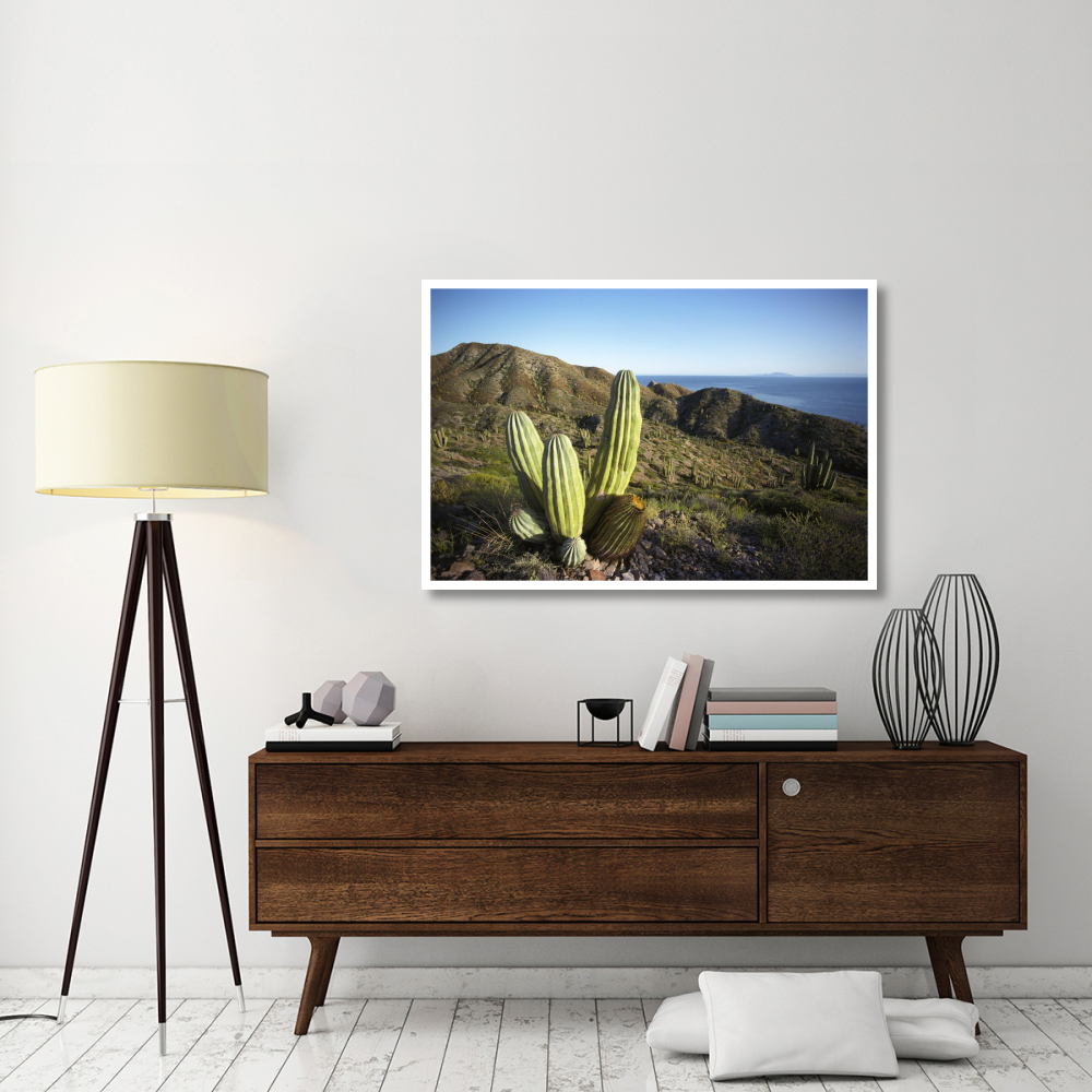 Cardon cactus in dry arroyo, Sea of Cortez, Baja California, Mexico-Paper Art-50&quotx34"