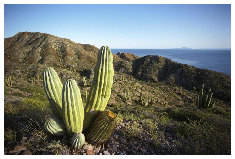 Cardon cactus in dry arroyo, Sea of Cortez, Baja California, Mexico-Paper Art-62"x42"