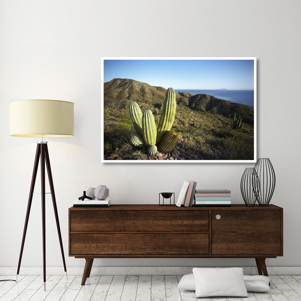 Cardon cactus in dry arroyo, Sea of Cortez, Baja California, Mexico-Paper Art-62&quotx42"