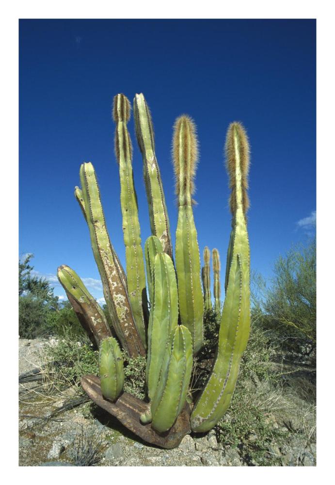 Old Man Cactus in Sonoran desert landscape, Baja California, Mexico-Paper Art-18"x26"