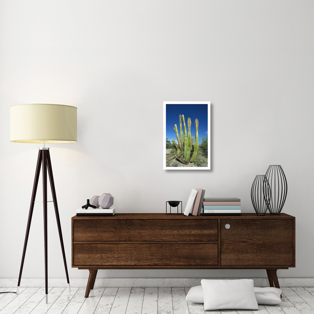 Old Man Cactus in Sonoran desert landscape, Baja California, Mexico-Paper Art-18&quotx26"