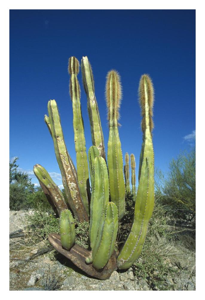 Old Man Cactus in Sonoran desert landscape, Baja California, Mexico-Paper Art-22"x32"