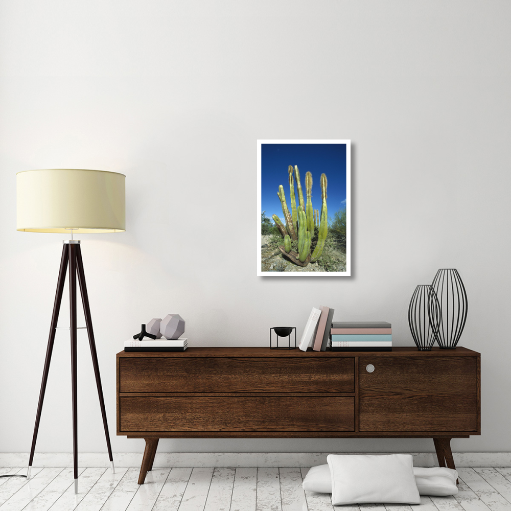 Old Man Cactus in Sonoran desert landscape, Baja California, Mexico-Paper Art-22&quotx32"