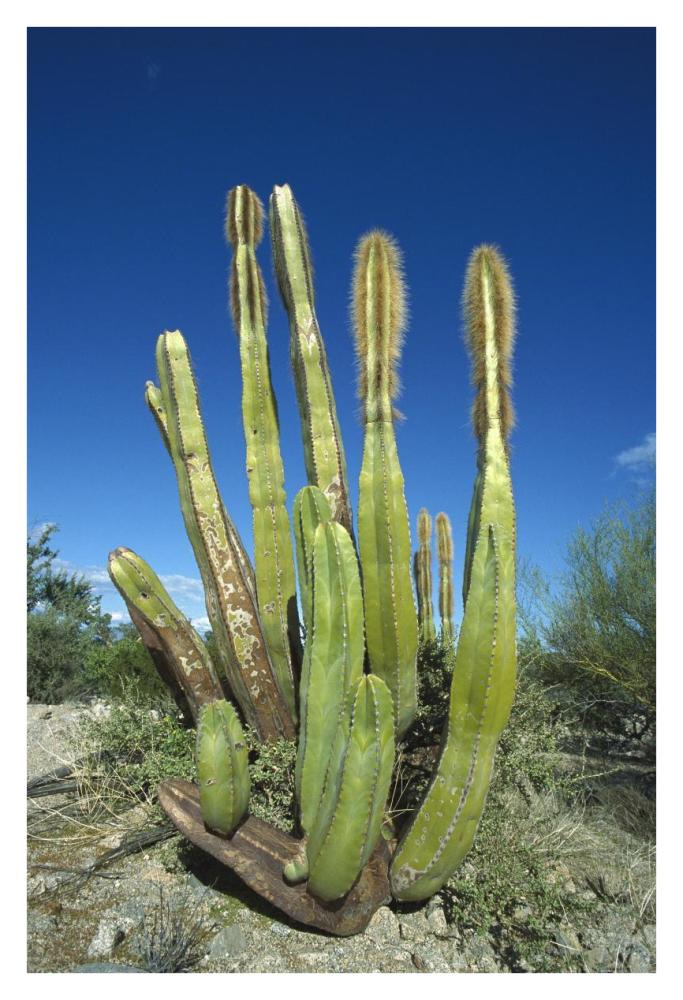 Old Man Cactus in Sonoran desert landscape, Baja California, Mexico-Paper Art-26"x38"