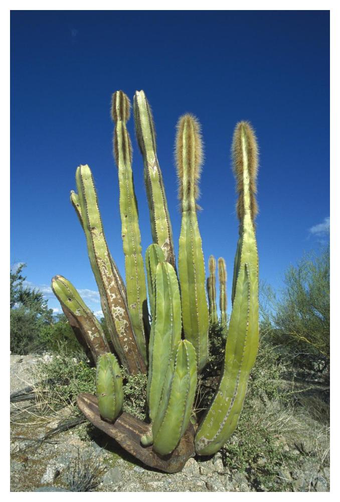 Old Man Cactus in Sonoran desert landscape, Baja California, Mexico-Paper Art-34"x50"
