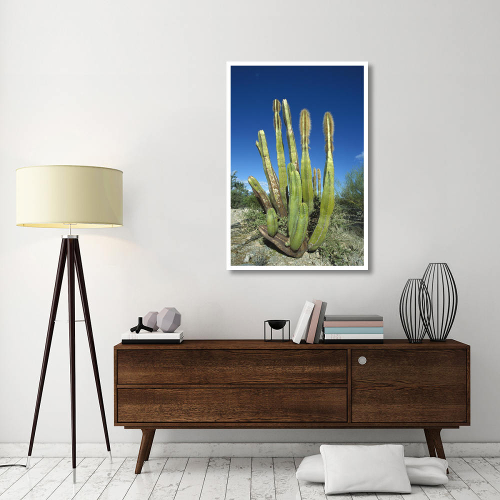 Old Man Cactus in Sonoran desert landscape, Baja California, Mexico-Paper Art-34&quotx50"
