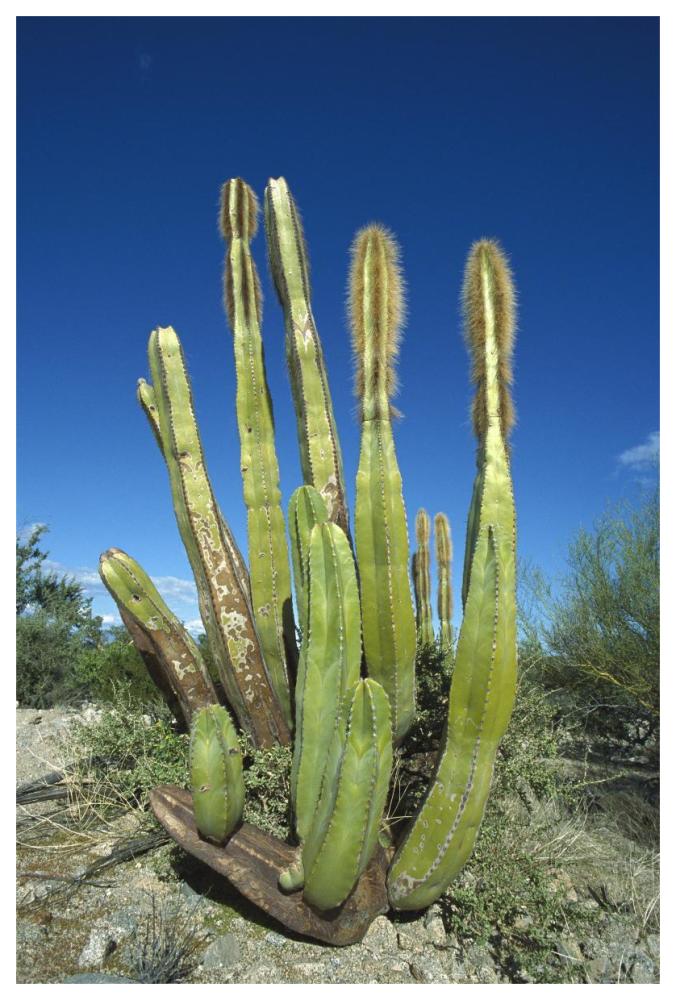 Old Man Cactus in Sonoran desert landscape, Baja California, Mexico-Paper Art-42"x62"