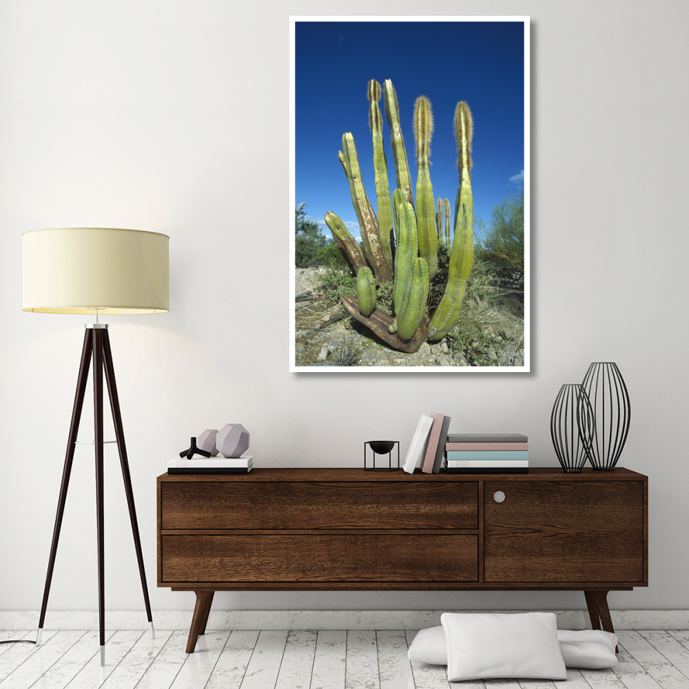 Old Man Cactus in Sonoran desert landscape, Baja California, Mexico-Paper Art-42&quotx62"