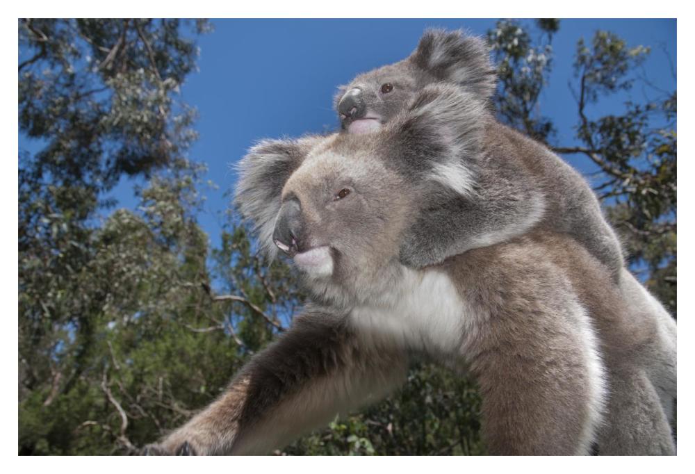 Koala mother carrying young in Gum Tree forest, Victoria, Australia-Paper Art-20"x14"