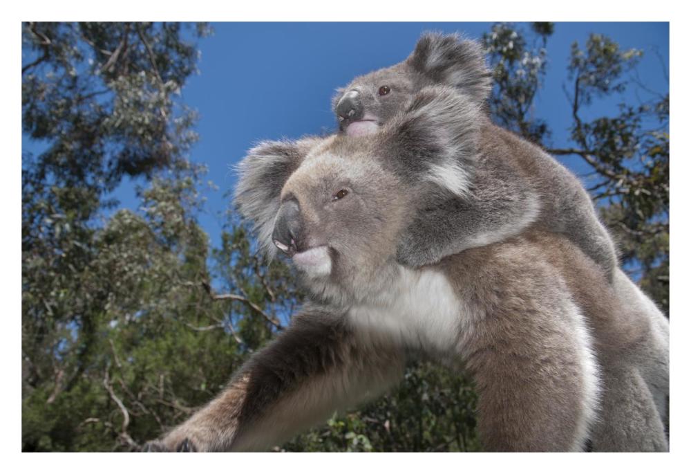 Koala mother carrying young in Gum Tree forest, Victoria, Australia-Paper Art-32"x22"