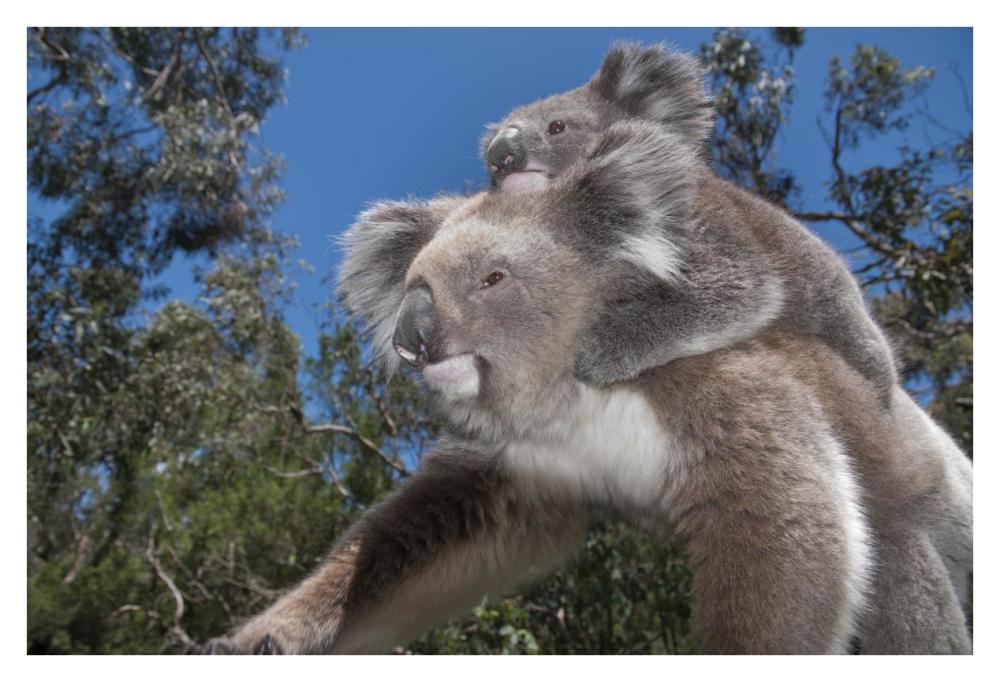 Koala mother carrying young in Gum Tree forest, Victoria, Australia-Paper Art-38"x26"
