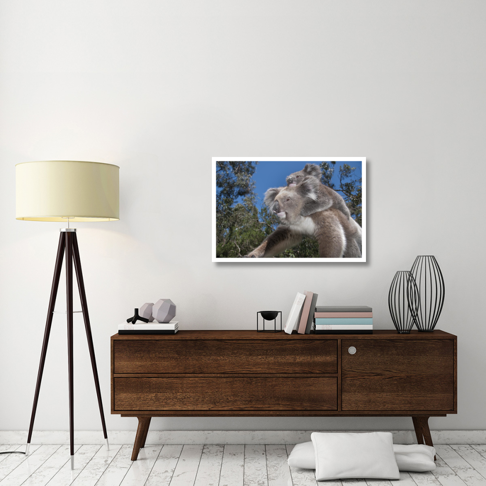 Koala mother carrying young in Gum Tree forest, Victoria, Australia-Paper Art-38&quotx26"