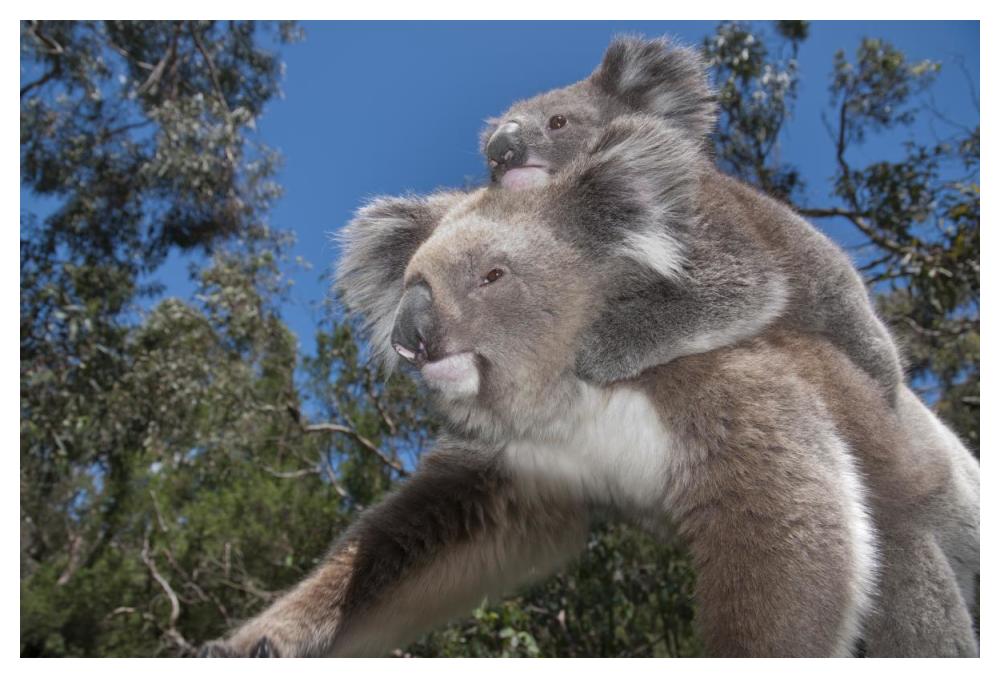 Koala mother carrying young in Gum Tree forest, Victoria, Australia-Paper Art-50"x34"