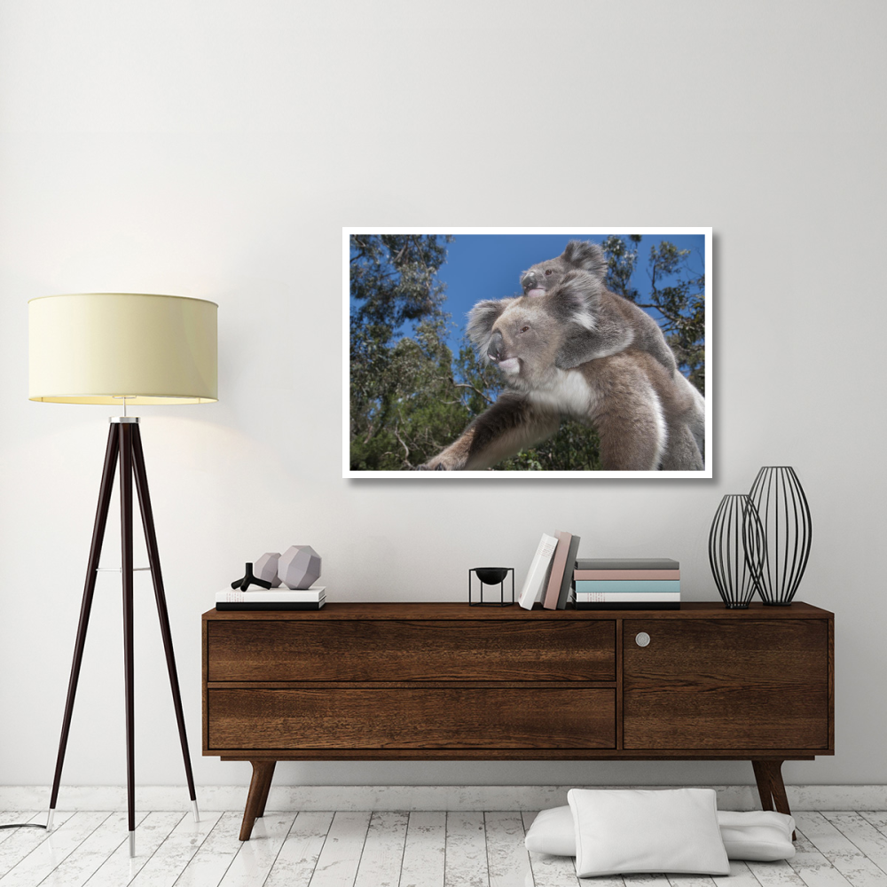 Koala mother carrying young in Gum Tree forest, Victoria, Australia-Paper Art-50&quotx34"