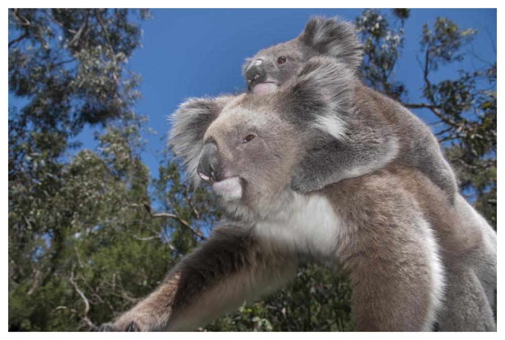 Koala mother carrying young in Gum Tree forest, Victoria, Australia-Paper Art-62"x42"