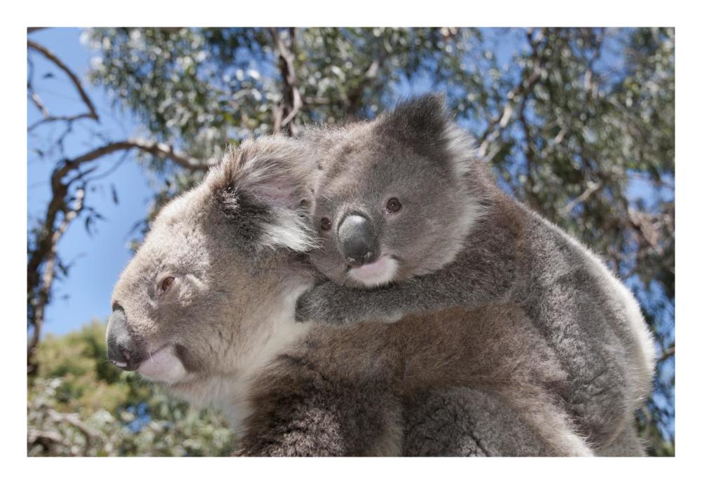 Koala mother carrying young in Gum Tree forest, Victoria, Australia-Paper Art-26"x18"