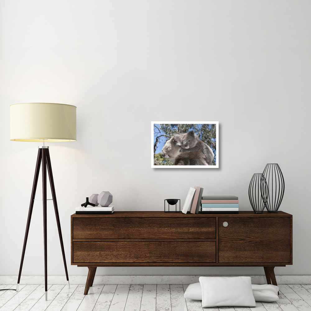 Koala mother carrying young in Gum Tree forest, Victoria, Australia-Paper Art-26&quotx18"