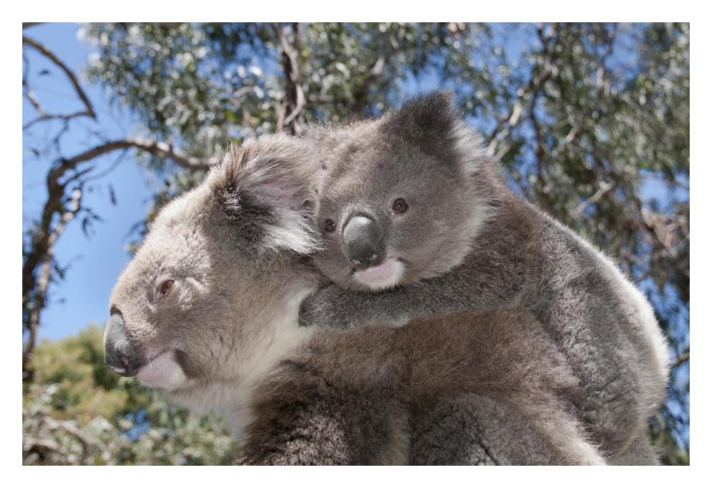 Koala mother carrying young in Gum Tree forest, Victoria, Australia-Paper Art-32"x22"
