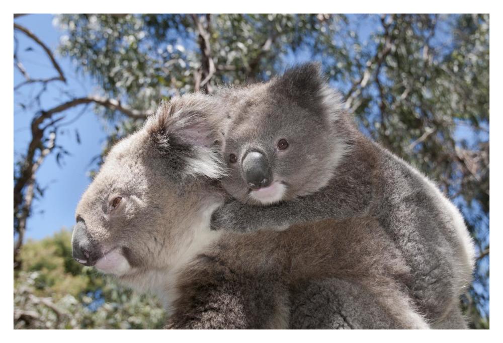 Koala mother carrying young in Gum Tree forest, Victoria, Australia-Paper Art-38"x26"