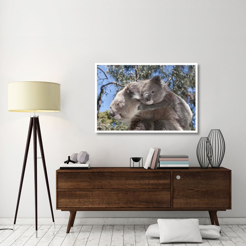 Koala mother carrying young in Gum Tree forest, Victoria, Australia-Paper Art-50&quotx34"