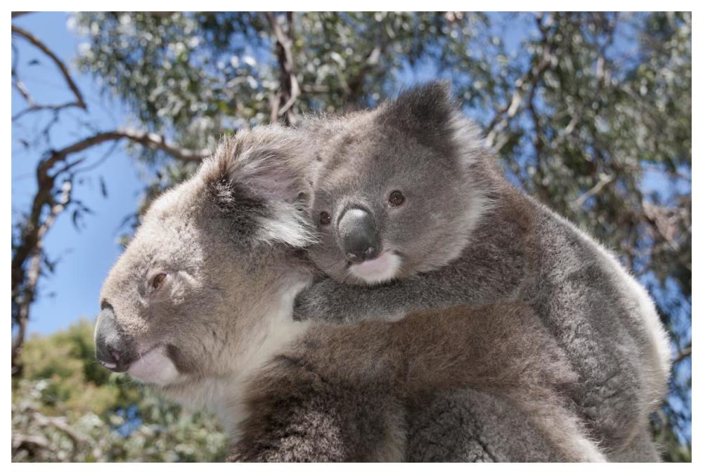 Koala mother carrying young in Gum Tree forest, Victoria, Australia-Paper Art-62"x42"