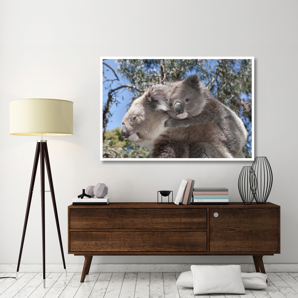 Koala mother carrying young in Gum Tree forest, Victoria, Australia-Paper Art-62&quotx42"