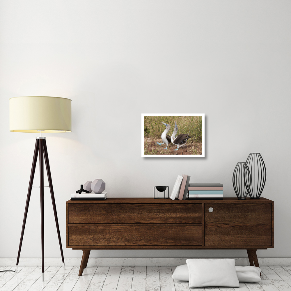 Blue-footed Booby pair in courtship dance, Galapagos Islands, Ecuador-Paper Art-26&quotx18"