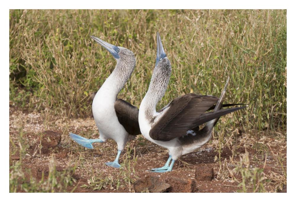 Blue-footed Booby pair in courtship dance, Galapagos Islands, Ecuador-Paper Art-32"x22"