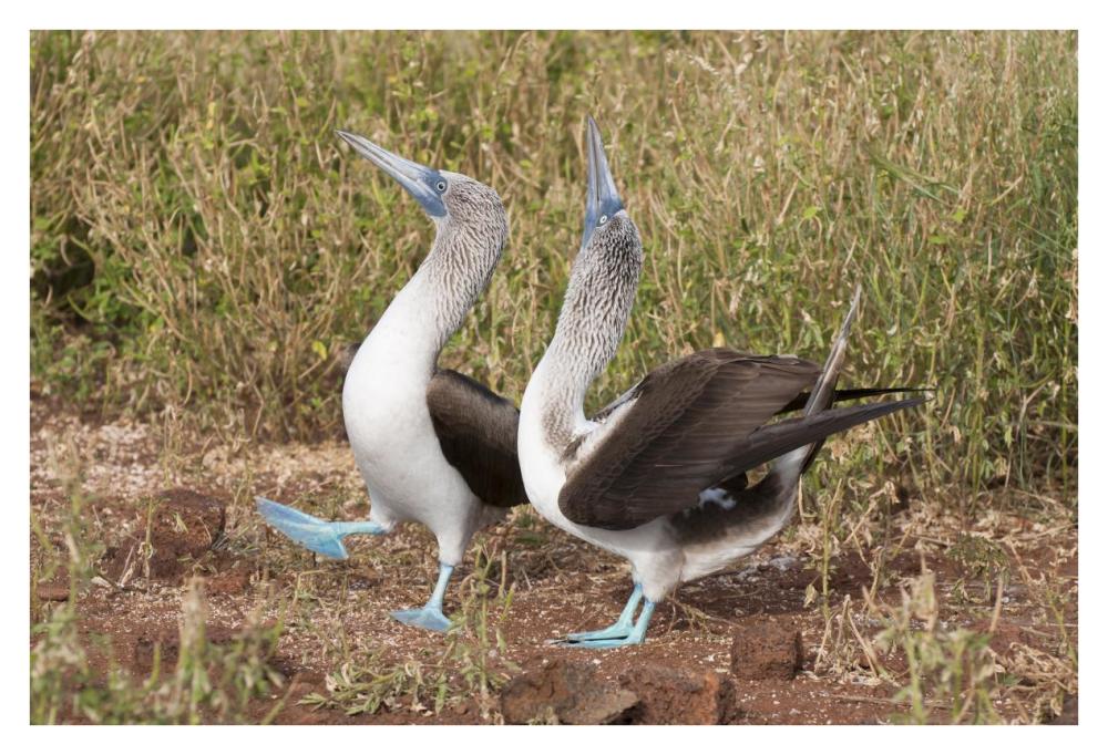 Blue-footed Booby pair in courtship dance, Galapagos Islands, Ecuador-Paper Art-38"x26"
