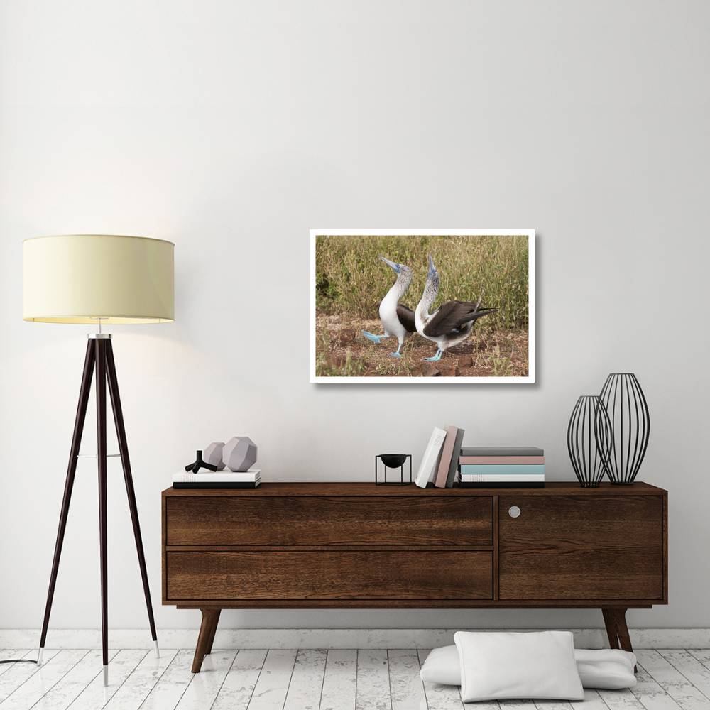 Blue-footed Booby pair in courtship dance, Galapagos Islands, Ecuador-Paper Art-38&quotx26"