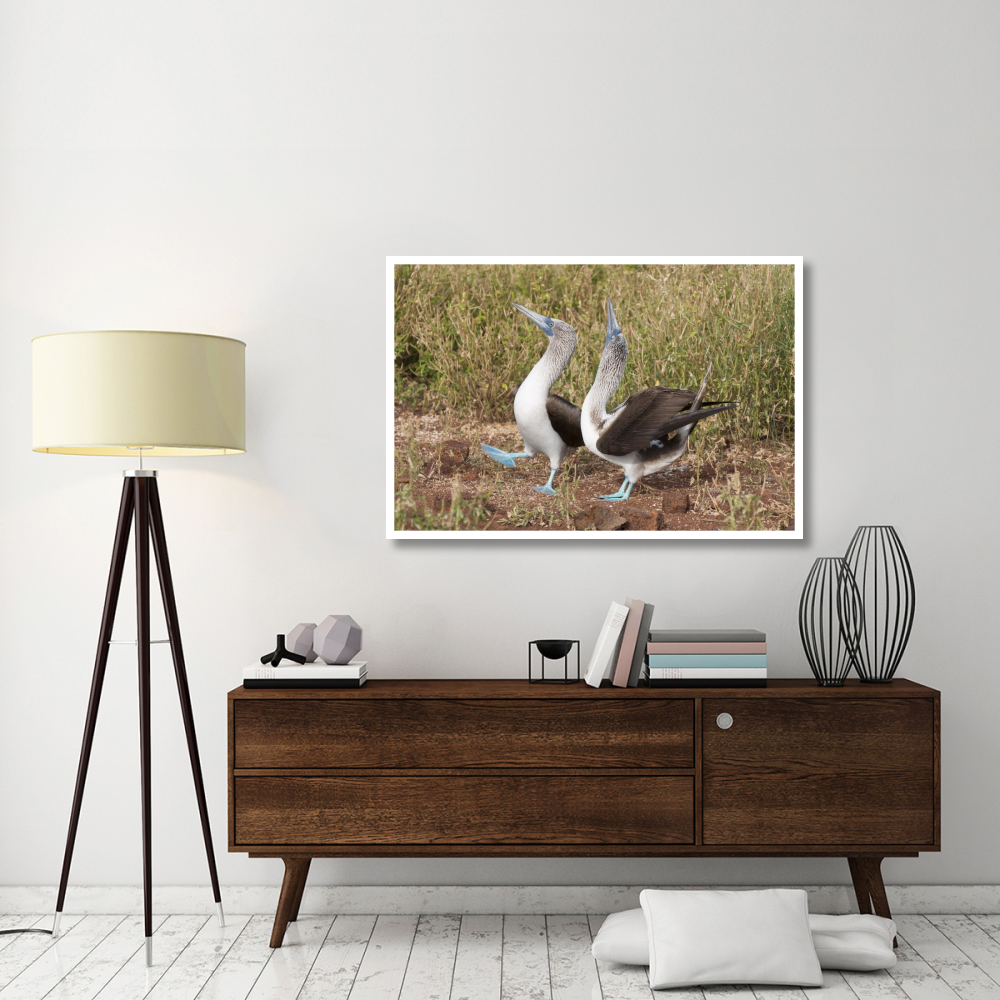 Blue-footed Booby pair in courtship dance, Galapagos Islands, Ecuador-Paper Art-50&quotx34"
