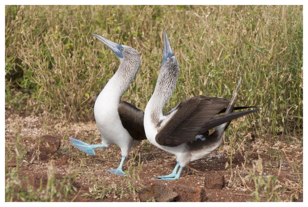 Blue-footed Booby pair in courtship dance, Galapagos Islands, Ecuador-Paper Art-62"x42"