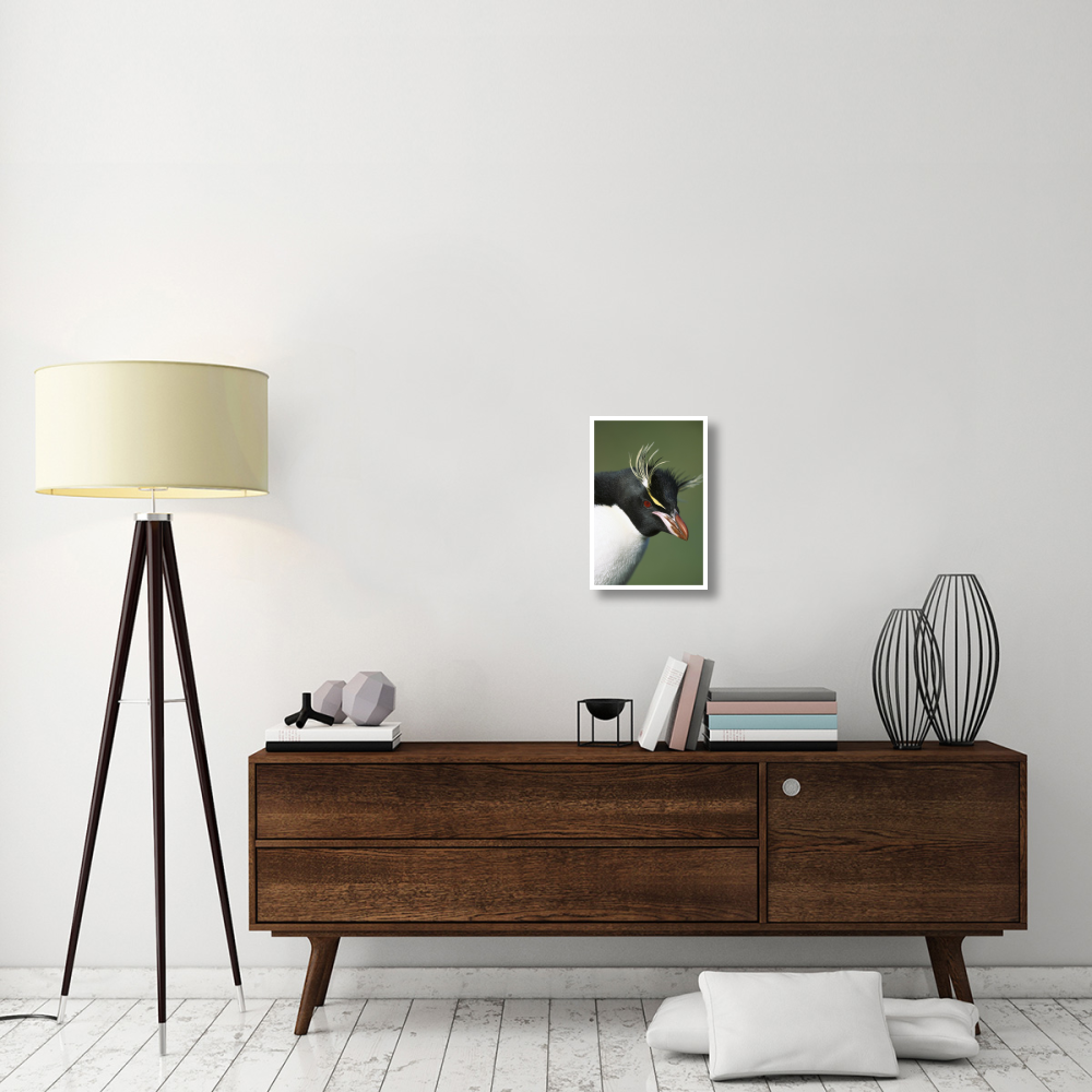 Rockhopper Penguin portrait, Penguin Bay, Campbell Island, New Zealand-Paper Art-14&quotx20"